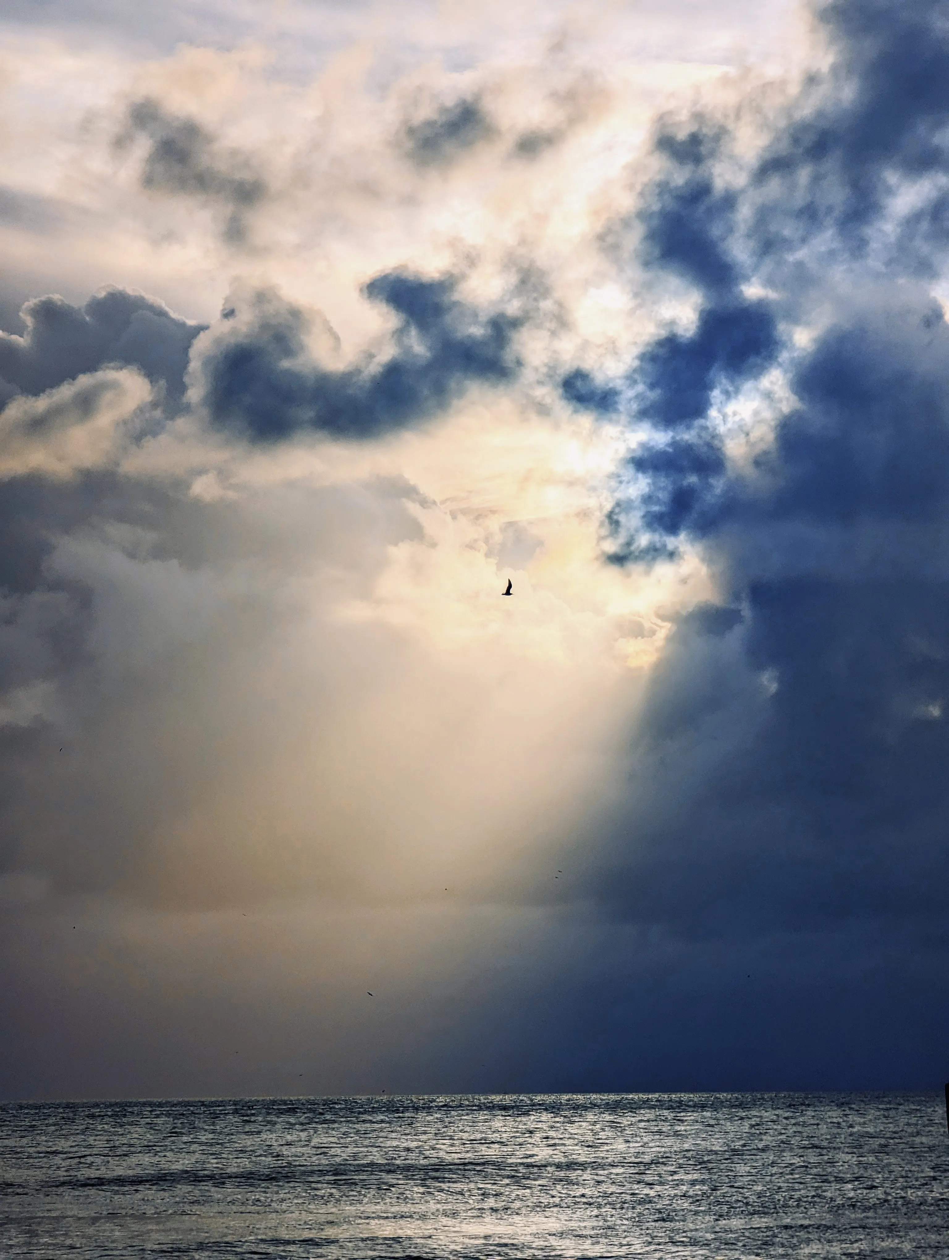 Dramatic Bird